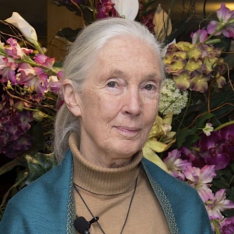 Jane Goodall
